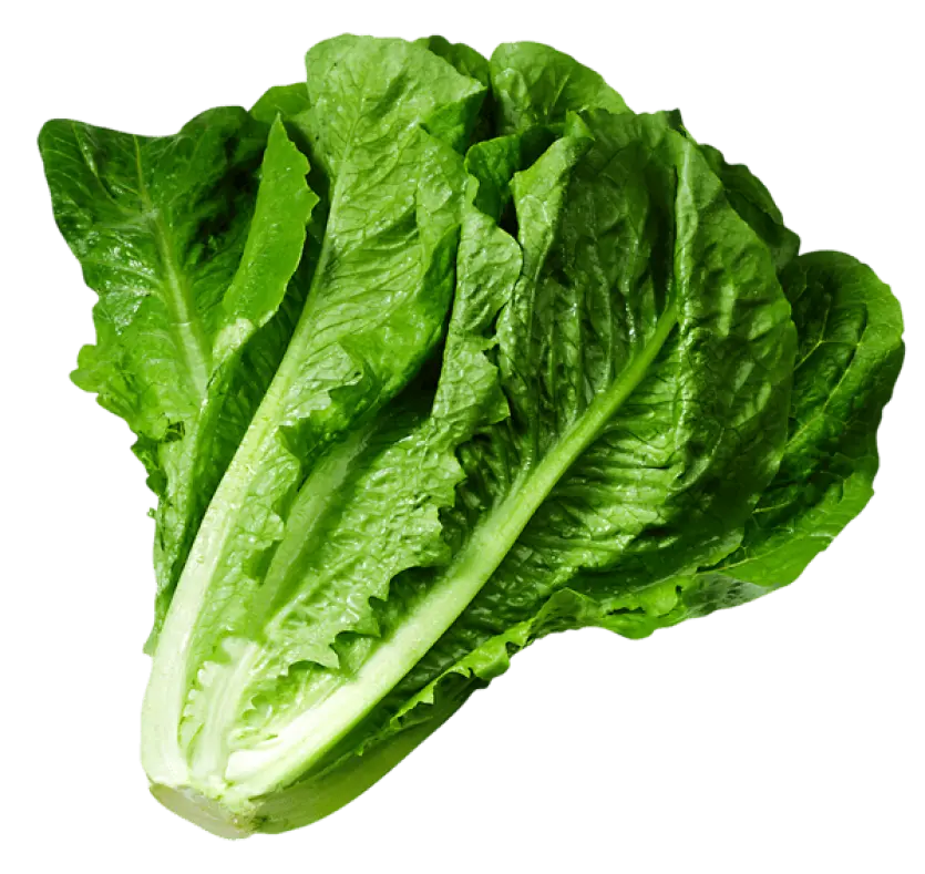 Lettuce